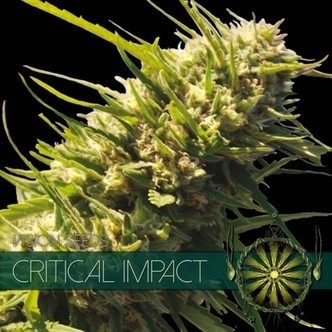 Critical Impact (Vision Seeds) feminizowane