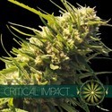 Critical Impact (Vision Seeds) feminizowane