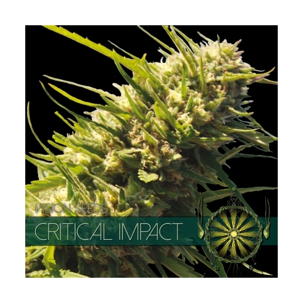 Critical Impact (Vision Seeds) feminizowane