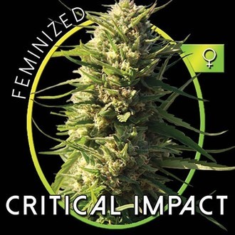 Critical Impact (Vision Seeds) feminizowane