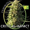 Critical Impact (Vision Seeds) feminizowane