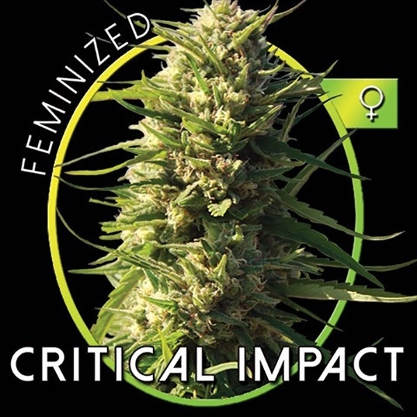 Critical Impact (Vision Seeds) feminizowane