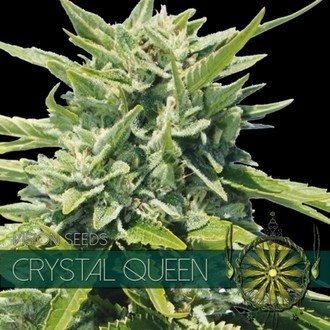 Crystal Queen (Vision Seeds) feminizowane