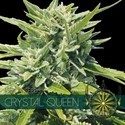 Crystal Queen (Vision Seeds) feminizowane