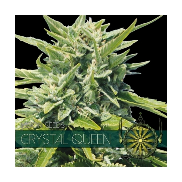 Crystal Queen (Vision Seeds) feminizowane