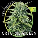 Crystal Queen (Vision Seeds) feminizowane