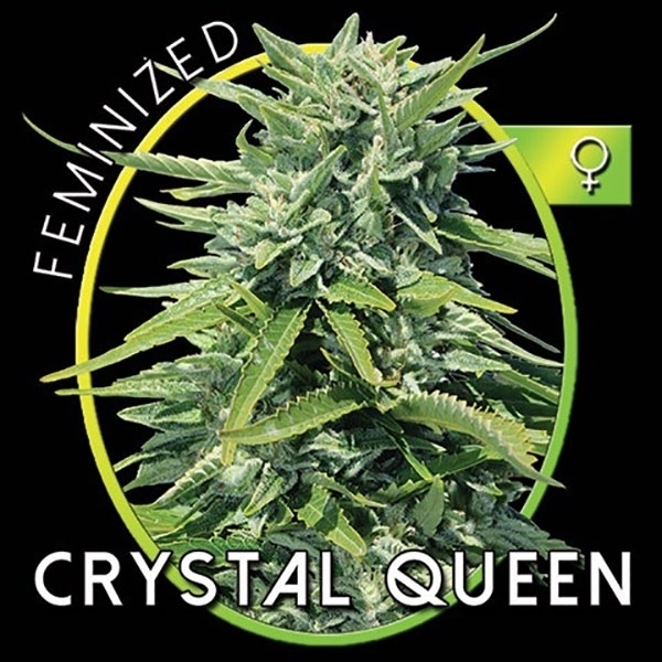Crystal Queen (Vision Seeds) feminizowane