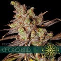 Choco Bud (Vision Seeds) feminizowane