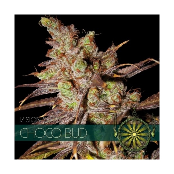 Choco Bud (Vision Seeds) feminizowane
