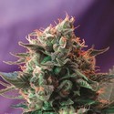 Jack 47 (Sweet Seeds) feminizowane