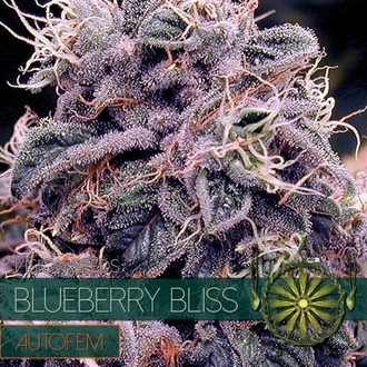 Blueberry Bliss Automat (Vision Seeds) feminizowane