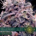 Blueberry Bliss Automat (Vision Seeds) feminizowane