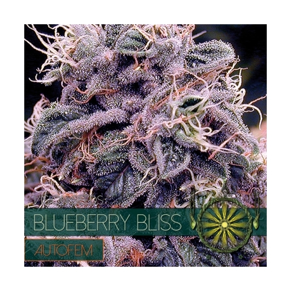 Blueberry Bliss Automat (Vision Seeds) feminizowane