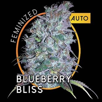 Blueberry Bliss Automat (Vision Seeds) feminizowane