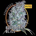 Blueberry Bliss Automat (Vision Seeds) feminizowane