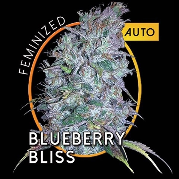 Blueberry Bliss Automat (Vision Seeds) feminizowane