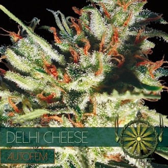Delhi Cheese Automat (Vision Seeds) feminizowane