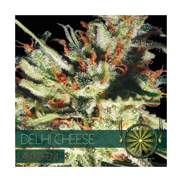 Delhi Cheese Automat (Vision Seeds) feminizowane