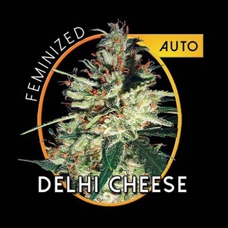 Delhi Cheese Automat (Vision Seeds) feminizowane