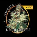 Delhi Cheese Automat (Vision Seeds) feminizowane