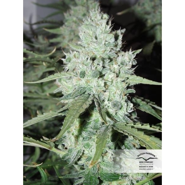 Auto Ultimate (Dutch Passion) feminizowane