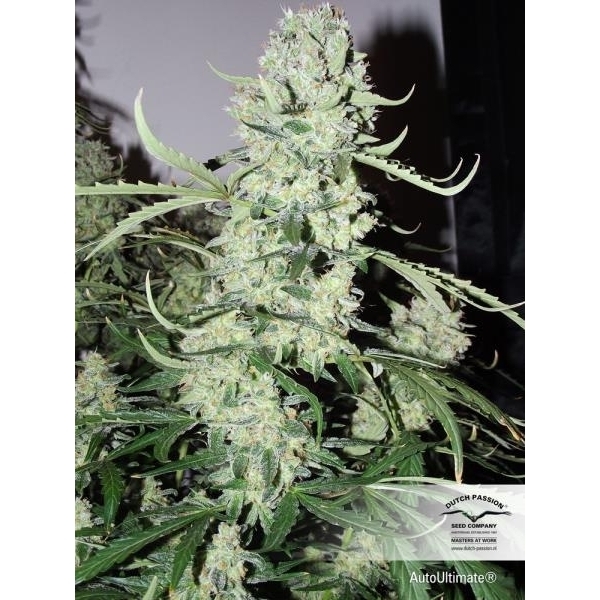 Auto Ultimate (Dutch Passion) feminizowane