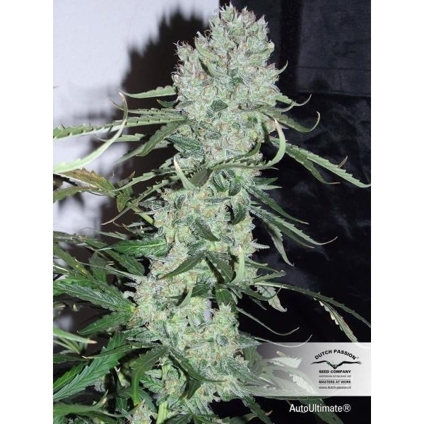 Auto Ultimate (Dutch Passion) feminizowane