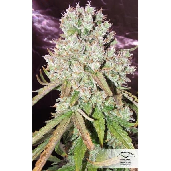 Auto Ultimate (Dutch Passion) feminizowane