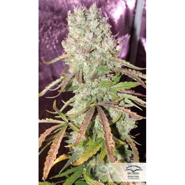 Auto Ultimate (Dutch Passion) feminizowane