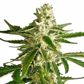 White Diesel Haze Automat (White Label) feminizowane