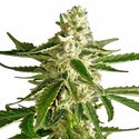 White Diesel Haze Automat (White Label) feminizowane