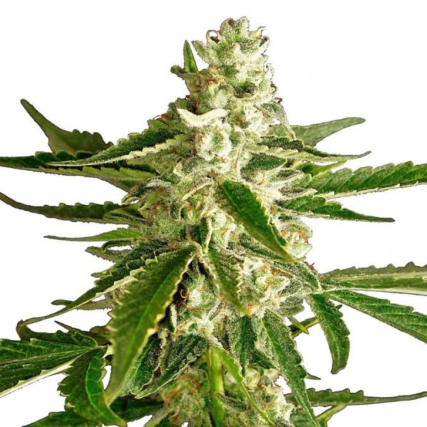 White Diesel Haze Automat (White Label) feminizowane