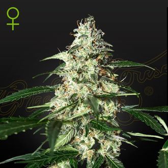 Skunk Automat (Strain Hunters) feminizowane