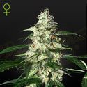 Skunk Automat (Strain Hunters) feminizowane