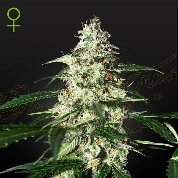 Skunk Automat (Strain Hunters) feminizowane