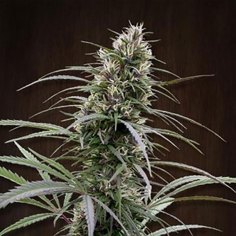 Congo (ACE Seeds) feminizowane