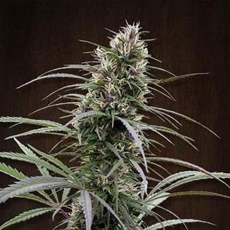 Congo (ACE Seeds) feminizowane