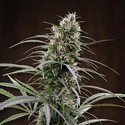 Congo (ACE Seeds) feminizowane