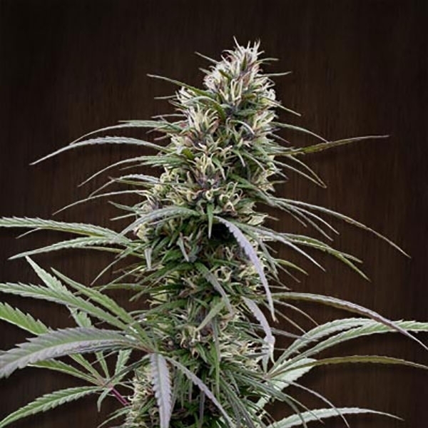 Congo (ACE Seeds) feminizowane
