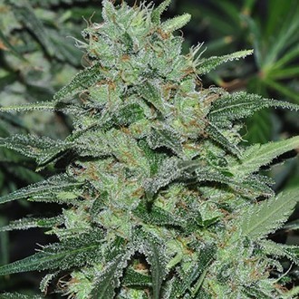 Malawi (ACE Seeds) feminizowane