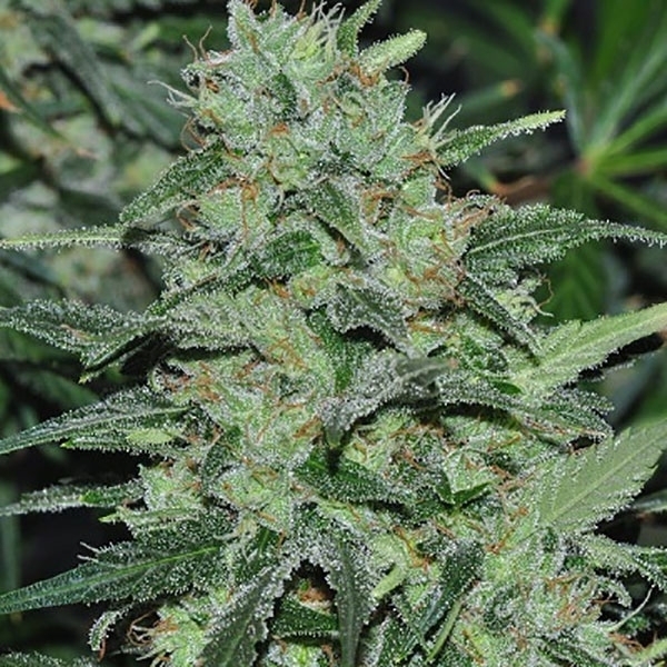 Malawi (ACE Seeds) feminizowane