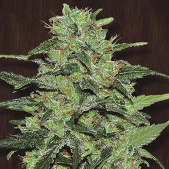 Malawi (ACE Seeds) feminizowane