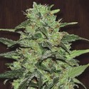Malawi (ACE Seeds) feminizowane