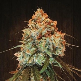 Golden Tiger (ACE Seeds) feminizowane
