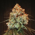Golden Tiger (ACE Seeds) feminizowane