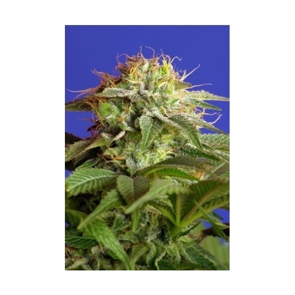 Green Poison (Sweet Seeds) feminizowane
