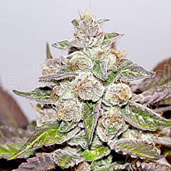 Mendocino x Purple Kush (Medical Seeds) feminizowane