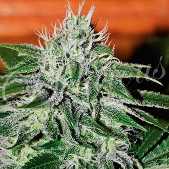 Critical Jack Herer (Delicious Seeds) feminizowane