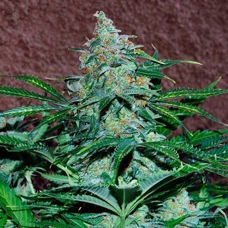Amnesia Ryder Automat (World of Seeds) feminizowane