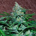 Amnesia Ryder Automat (World of Seeds) feminizowane